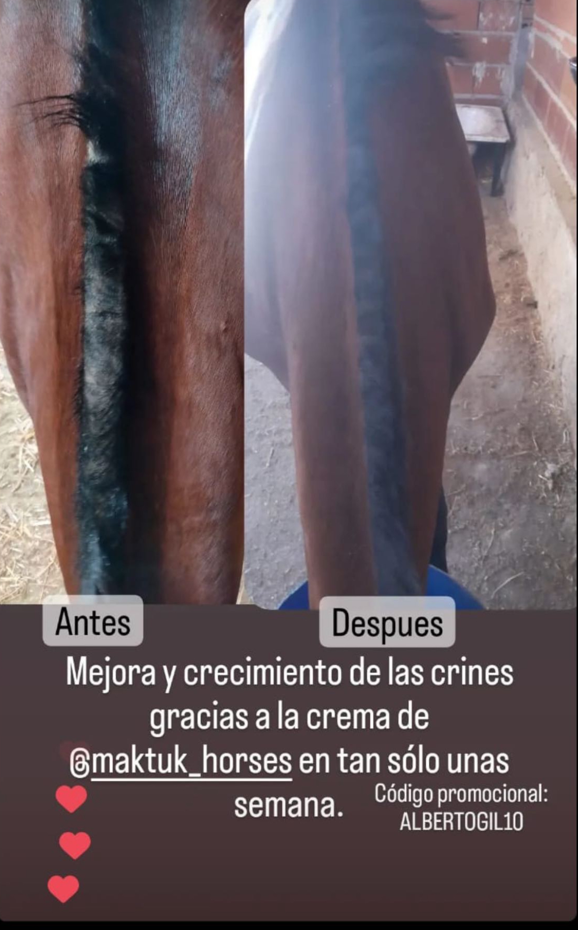 caso real crema regenerante crines y cola maktuk horses