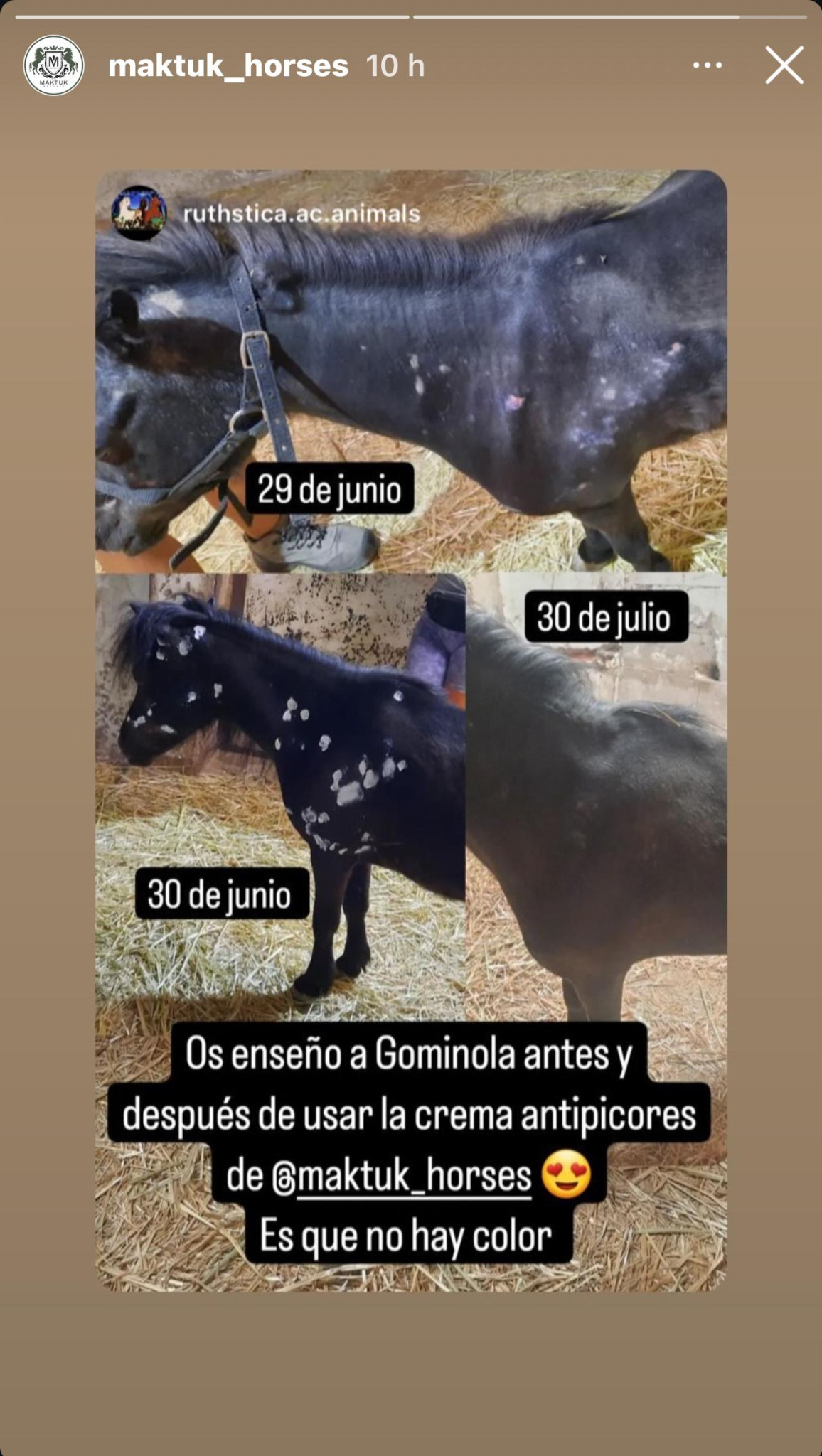 Fotografías de Gominola compartidas por su cuidadora: 29 y 30 de junio y 30 de julio, con su testimonio sobre la crema MAKTUK HORSES