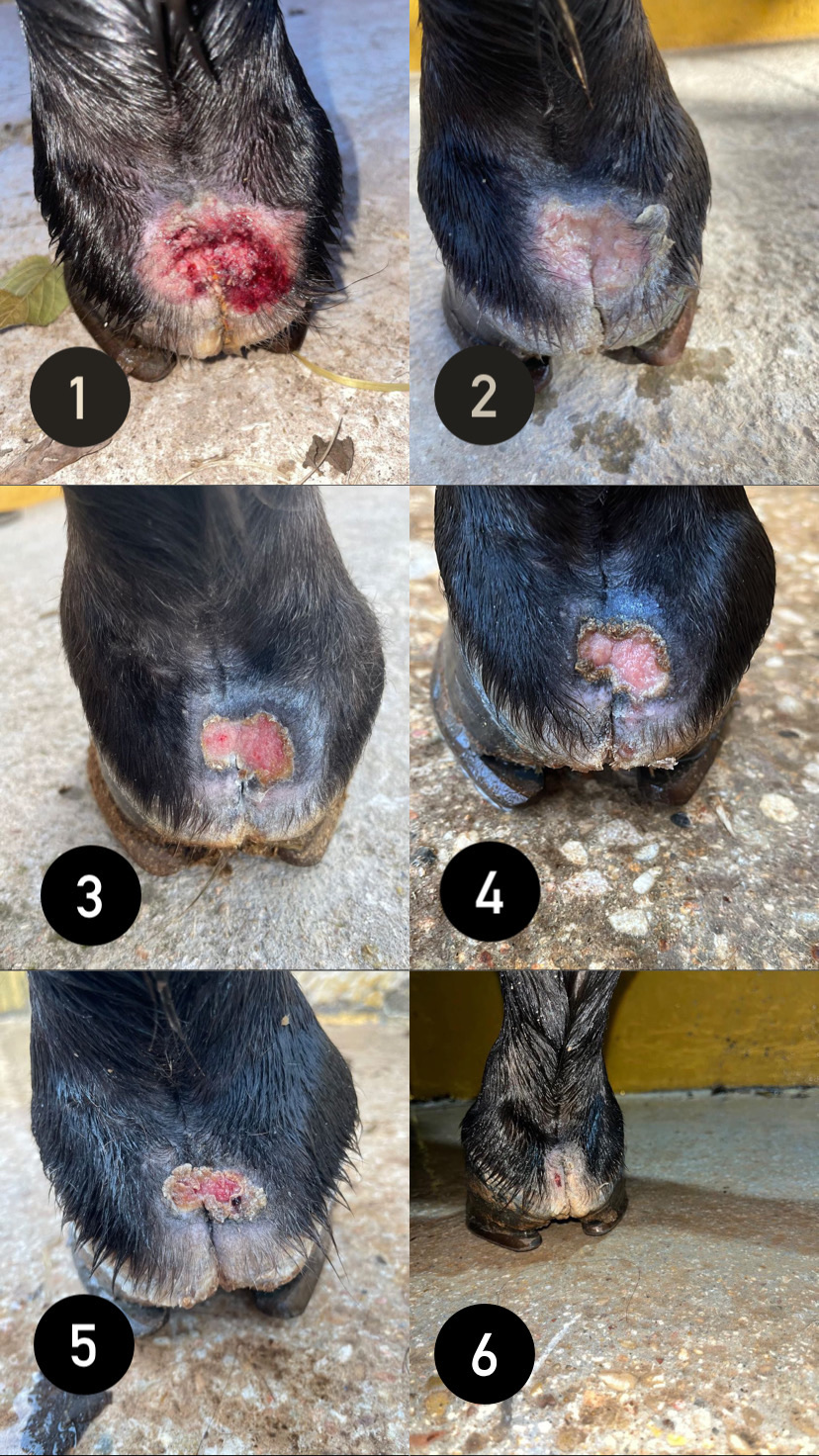 caso real crema regenerante habromenosis