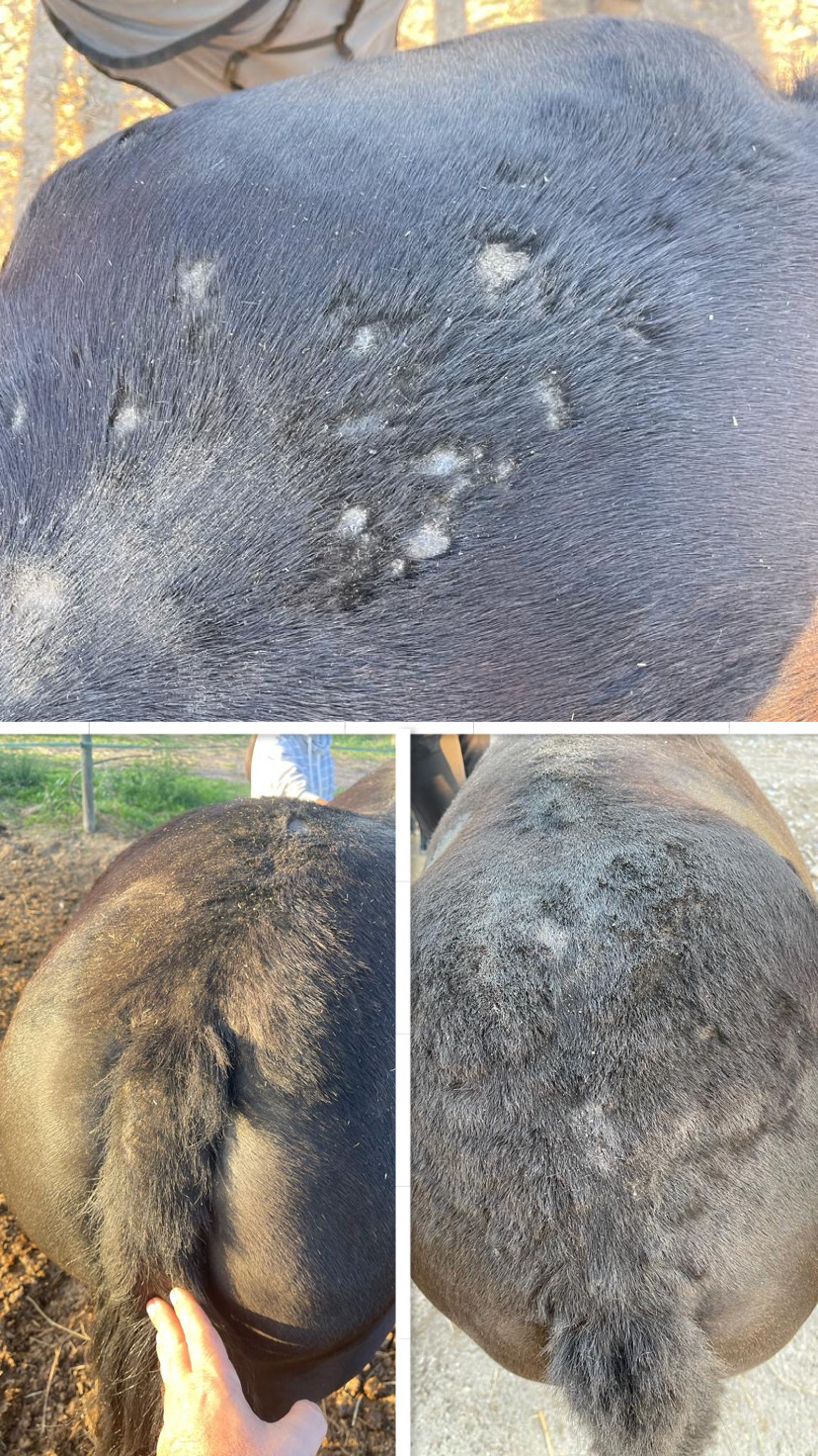 caso real crema regenerante anti picores