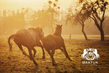 Dermatitis estival equina: ¿qué es?